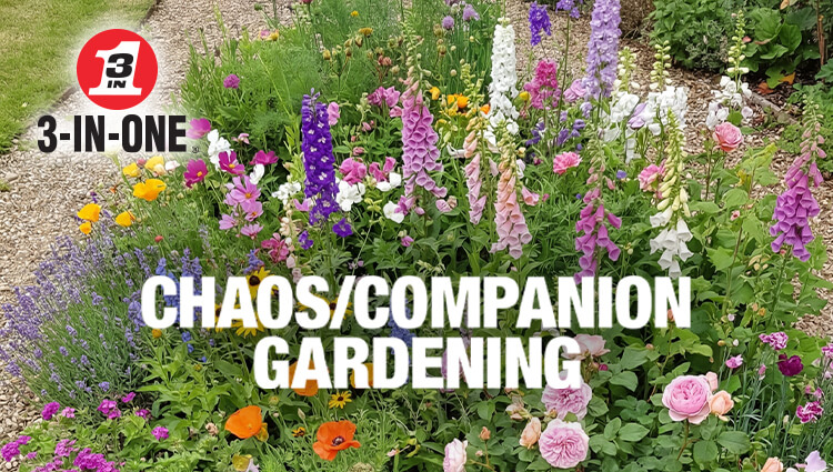 The fun, easy way to grow a colourful garden